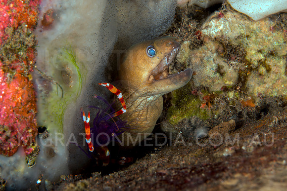 Juvenile Moray Eel Mouth Open with Shrimp