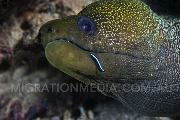 Eel and Cleaner Wrasse