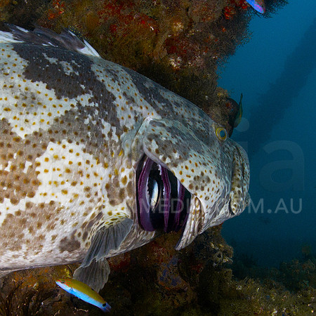 Grouper Gills