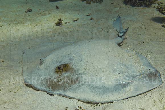 Cowtail Ray on Sand