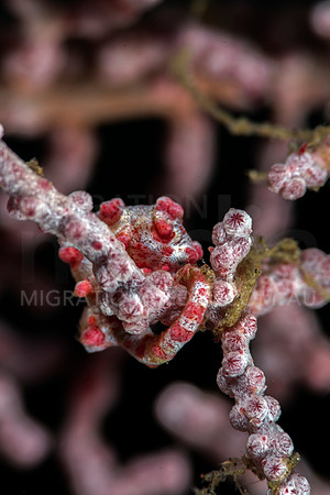 Shy Bargibanti Pygmy Seahorse