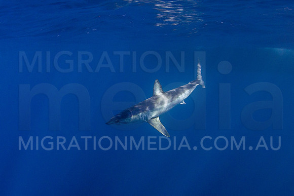 Short-Fin Mako Sharks