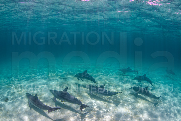Bottlenose Dolphins Underwater (7)