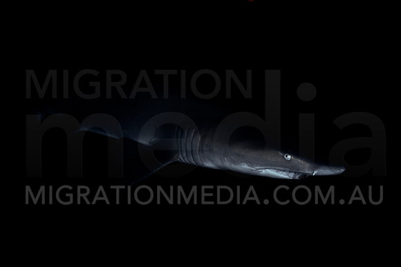Dramatic Grey Nurse Shark