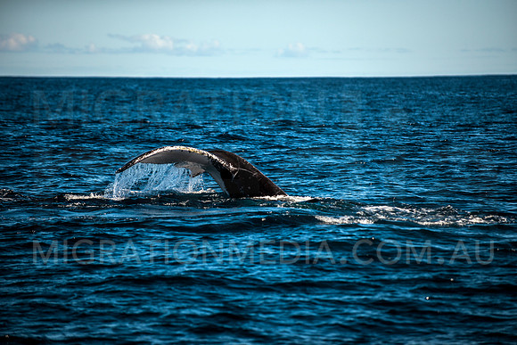 Humpback Whale Tail Diving