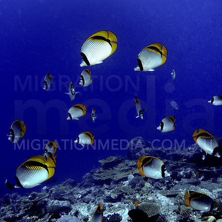Butterflyfish