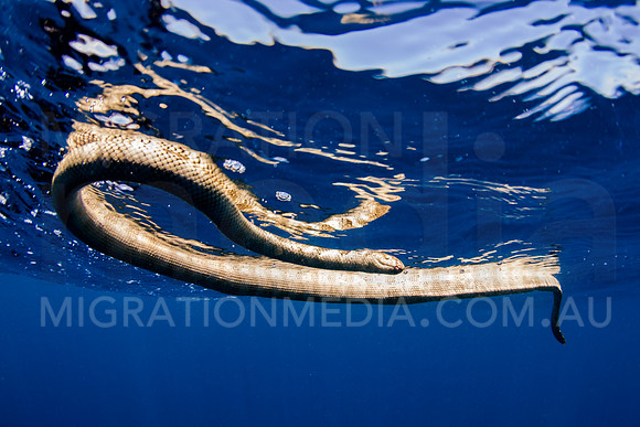 Brown Olive Banded Sea Snake