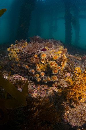 Under Jetty Flower Corals