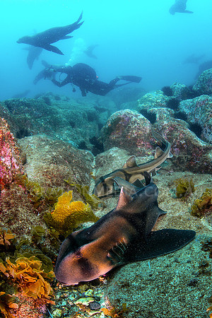 Port Jackson Sharks amd Seals
