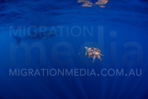 Large Green Turtle with Whaleshark