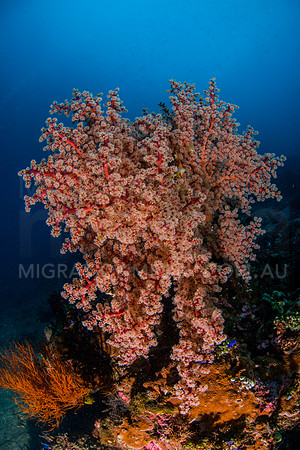 Large Gorgonian Sea Fan