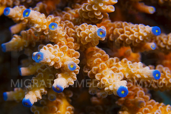 Hard Coral