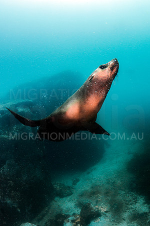 Australian Fur Seal Portrait