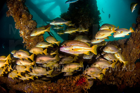 Snapper with Sweetlips Schooling