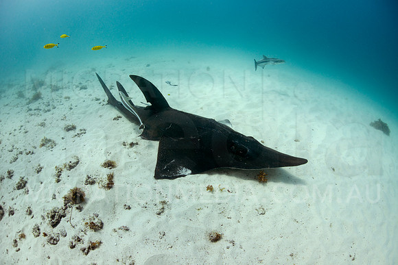 Guitarshark Resting on Sand