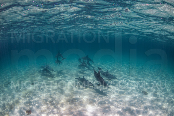 Bottlenose Dolphins Underwater (3)