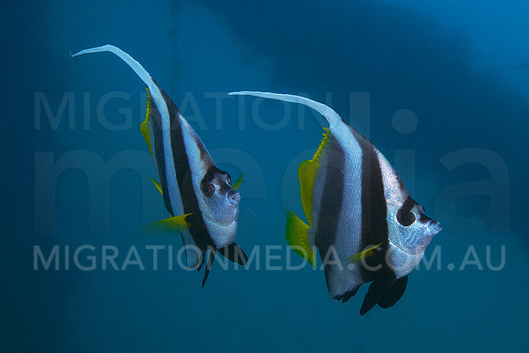 Bannerfish Duo