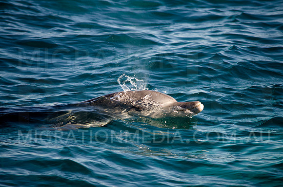 Bottlenose Dolphin Nose Surfacing