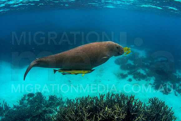 Happy Dugong