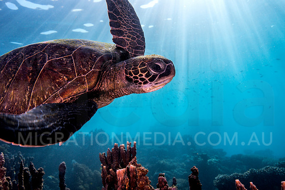 Close-Up Turtle