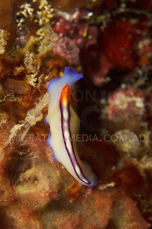Bright Flatworm