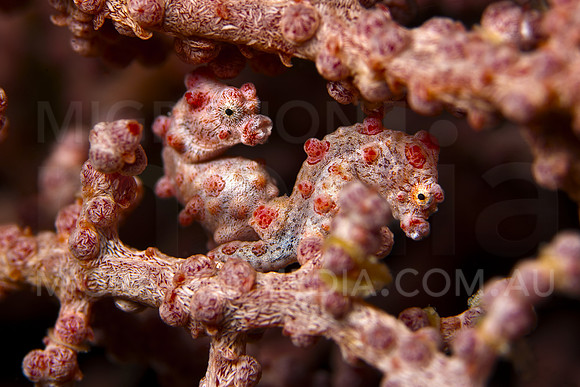 Pygmy Seahorses