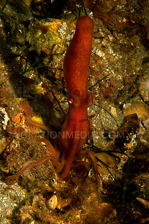 Red Octopus Hiding