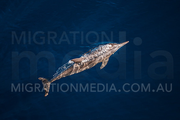 Spinner Dolphins (13)