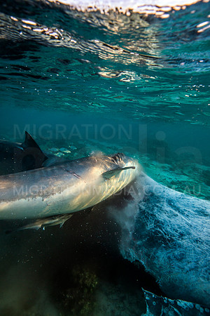 Tiger Shark Feeding on Humpback Whale Carcass