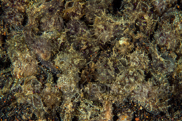 Sea Hare's