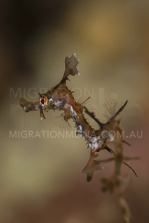 Juvenile Weedy Sea Dragon Portrait
