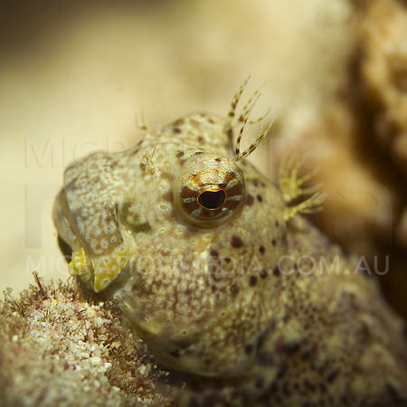Blenny Close-Up