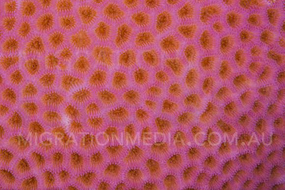 Pink Honeycomb