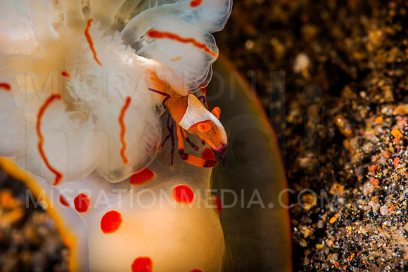 Nudibranch with Emperor Shrimp (7)