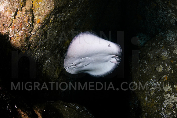 Bull Ray in Cave