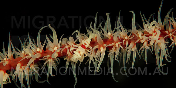 Whip Coral Shrimp Wide