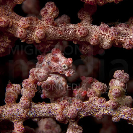 Pygmy Seahorse Stare