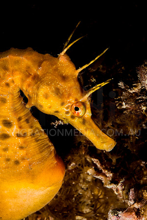 Potbelly Seahorse Close-Up