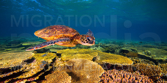 Green Turtle & Coral