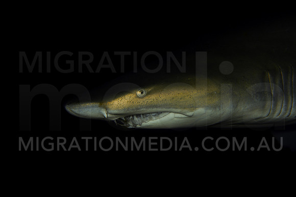 Grey Nurse Shark Teeth