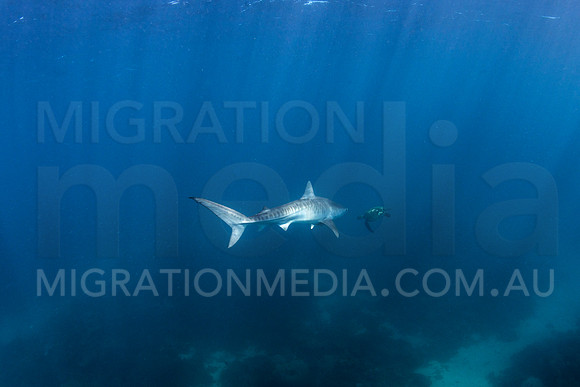 Juvenile Tiger Shark Chasing Green Turtle (1)
