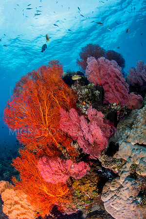 Beautiful Soft Corals and Fish on Porites Coral