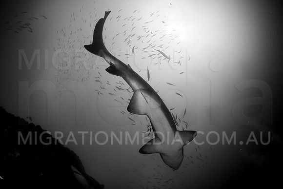 Grey Nurse B&W