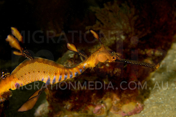 Weedy Sea Dragon Side On