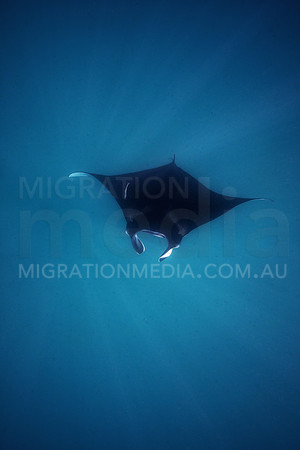 Manta Ray with Sunrays