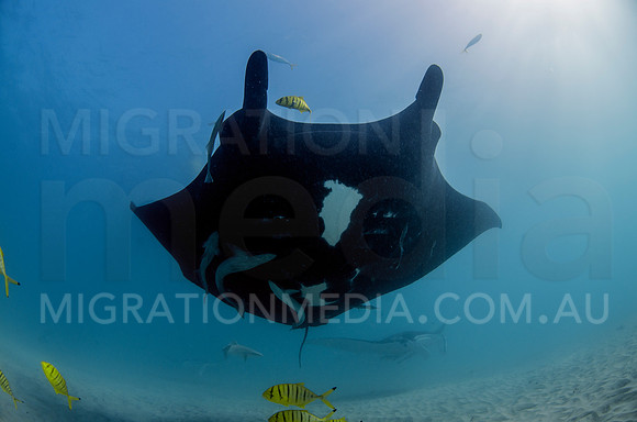 Black Manta Ray Gliding