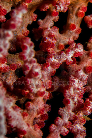 Gorgonian