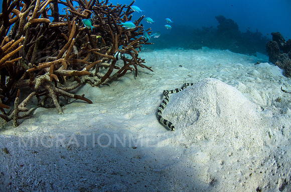 Banded Snake Eel Foraging