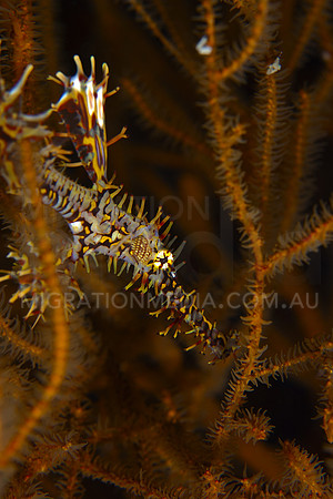 Ornate Ghostpipefish Amongst Coral