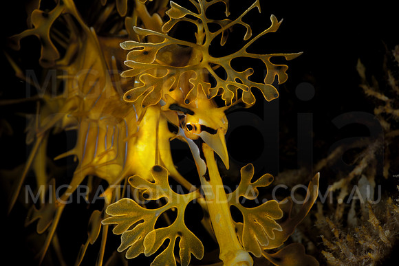 Leafy Sea Dragon Face On